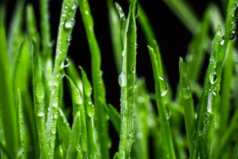 Green grass Stock Photos