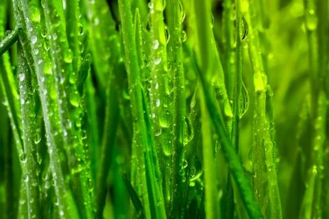 Green grass Foto stock