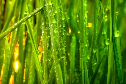 Green grass Stock Photos