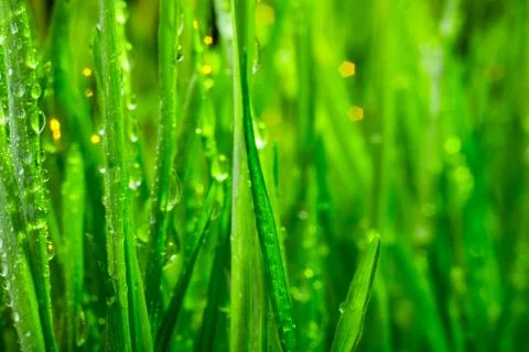 Green grass Stock-Fotos