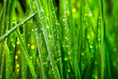Green grass 库存照片