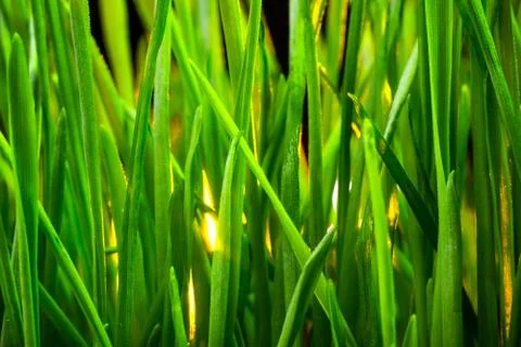 Green grass Foto stock