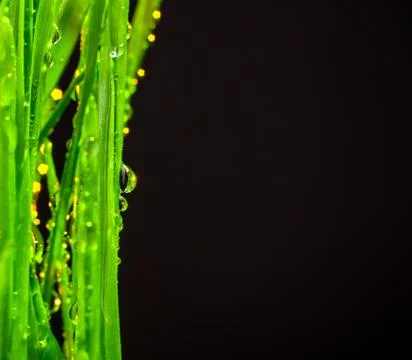 Green grass Stock Photos