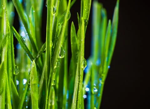 Green grass Stock Photos