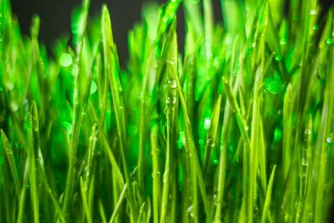 Green grass Foto stock