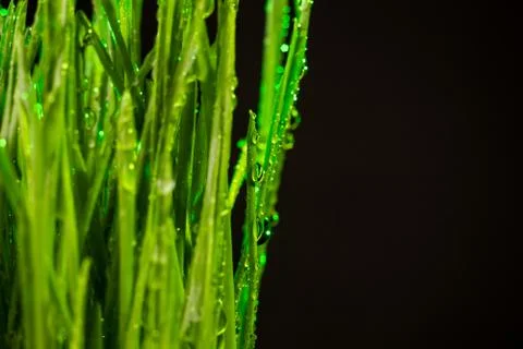 Green grass Stock Photos