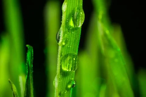 Green grass Stock-Fotos