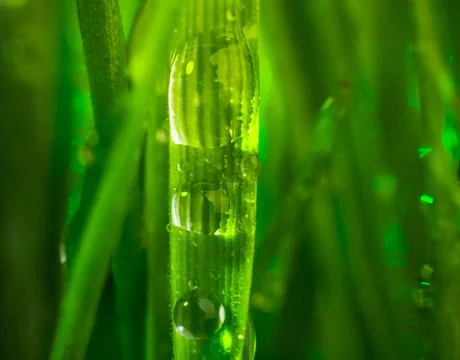 Green grass Foto stock