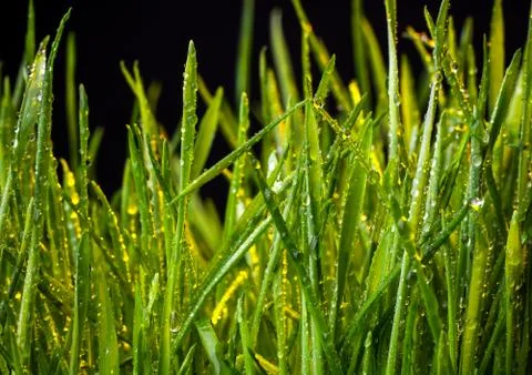 Green grass Stock Photos