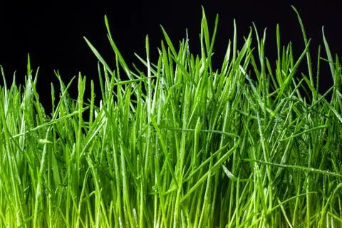 Green grass Stock Photos