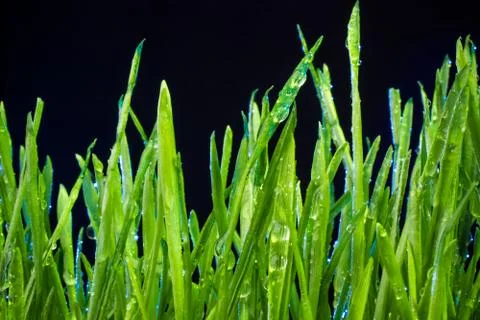 Green grass 库存照片
