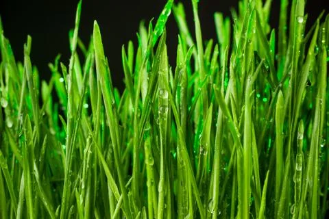 Green grass Stock-Fotos
