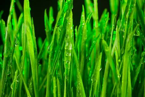 Green grass Stock Photos