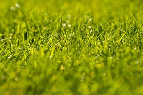 Green grass Stock Photos