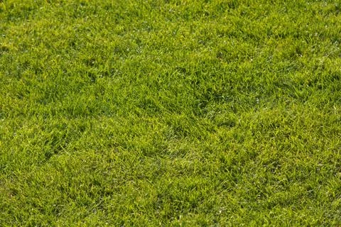 Green grass Stock Photos