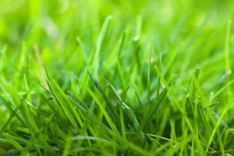 Green grass. Stock Photos