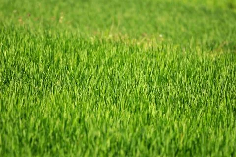 Green Grass Stock Photos