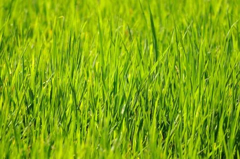 Green Grass Stock Photos