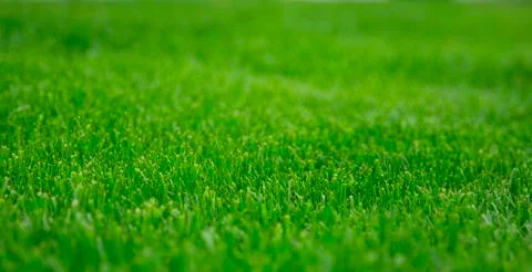Green grass Stock Photos