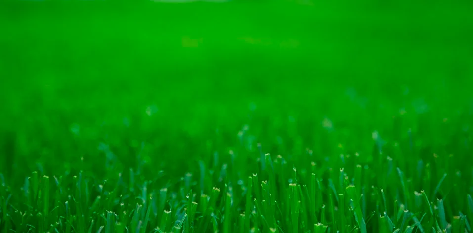 Green grass Stock Photos
