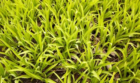 Green grass. Stock Photos