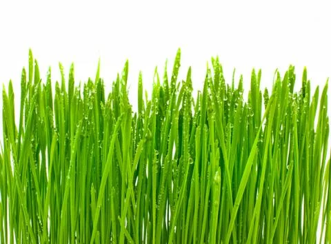 Green grass Stock Photos