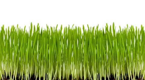 Green grass Stock Photos