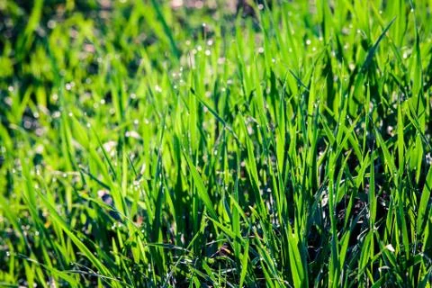 Green grass Stock Photos