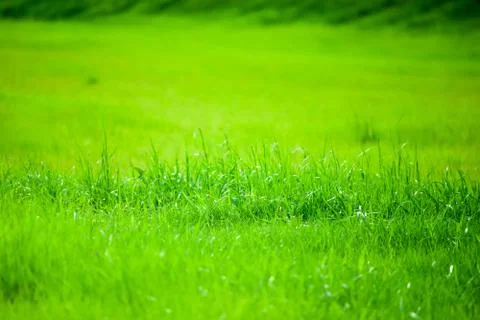 Green grass Stock Photos