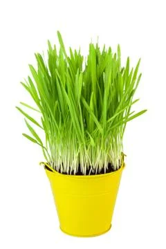 Green grass Stock Photos