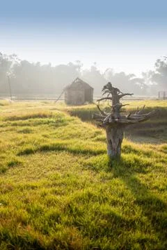 Green grass Stock Photos