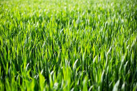 Green grass Stock Photos
