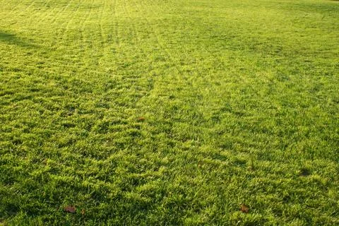 Green grass Foto stock