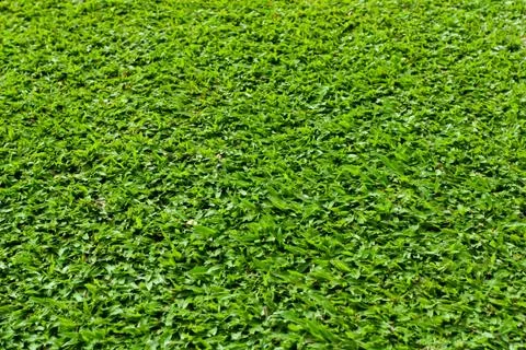 Green Grass Stock Photos