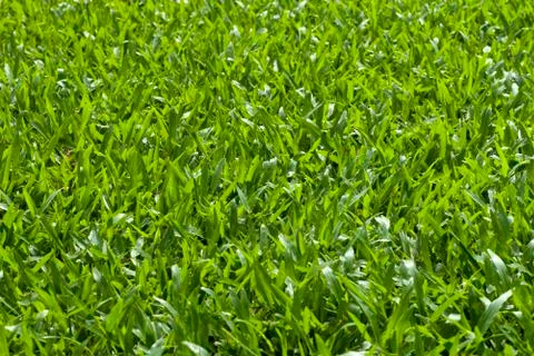 Green Grass Foto stock