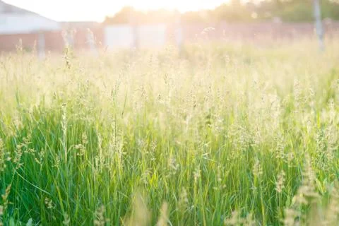 Green grass. Stock Photos