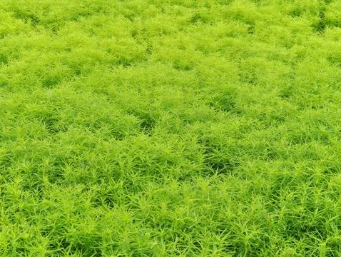 Green grass Stock Photos