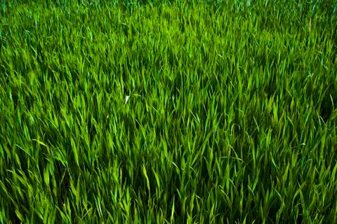 Green grass Stock Photos