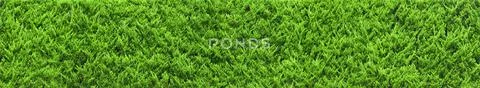 Green grass Stock Photos