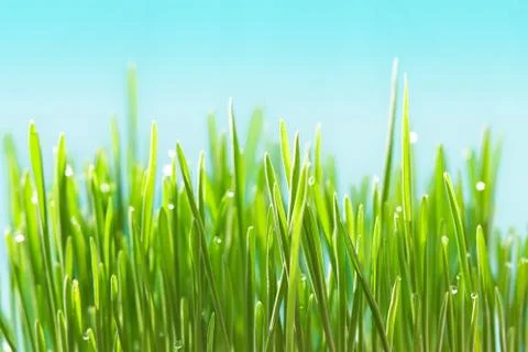 Green grass Stock Photos