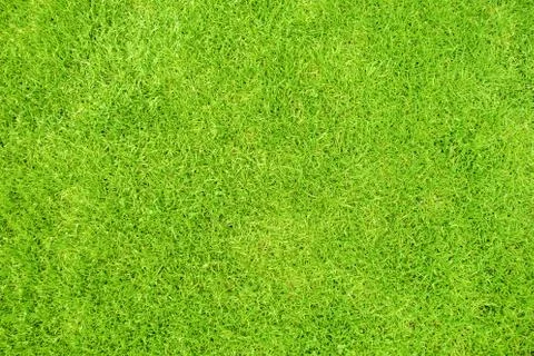 Green grass Stock Photos