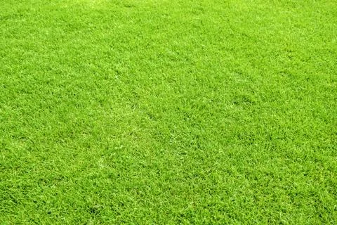 Green grass Foto stock