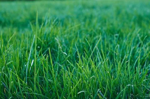 Green grass Stock Photos