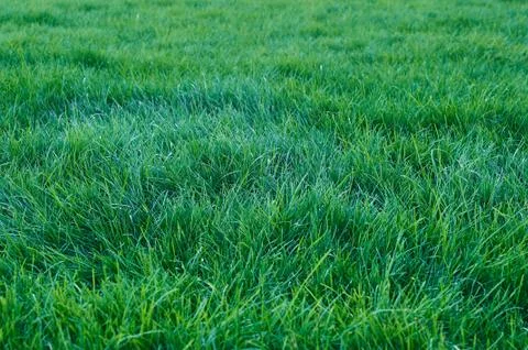 Green grass 写真素材