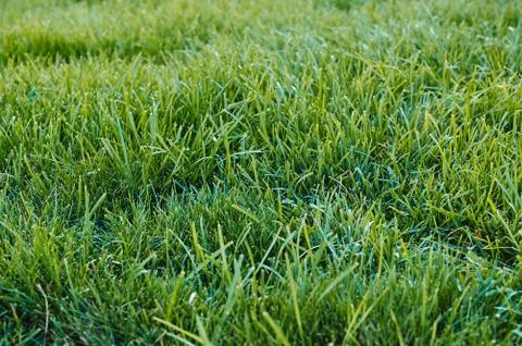Green grass Stock Photos