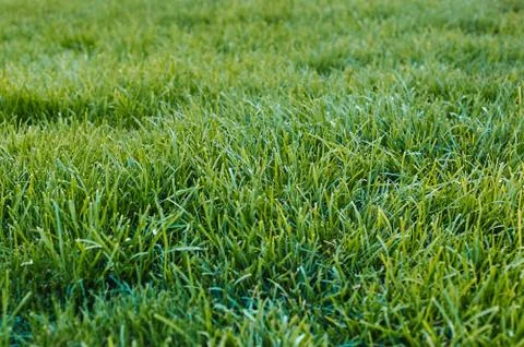 Green grass Stock Photos