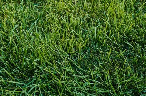 Green grass Fotos Stock