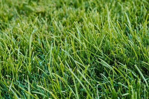 Green grass Stock Photos