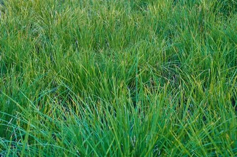 Green grass Stock Photos