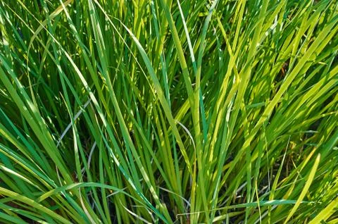 Green grass 写真素材